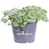 eGarden.store Pianta di Glechoma Hederacea Variegata o Edera Terrestre pianta ornamentale da esterno foglie variegate pianta vera fiore lilla venduta da eGarden.store