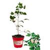 P. Piantine da Orto | Cotone, Pianta in Vaso Diametro 14 cm, Pianta Pronta per il Trapianto, Pianta Vera da Esterno, Piantina Aromatica per Balcone o Terrazzo, Vivaio Italiano