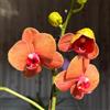 Generic orchidee phalaenopsis orchidea d'appartamento rare d'appartamento purificatrici d'aria Decorazioni giardino per esterni giardino, balcone 200semi