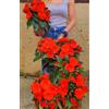 POWERS TO FLOWERS - IMPATIENS NUOVA GUINEA ROSSO, 3 PIANTE, VASO 14CM, piante vere