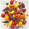 VIRIDIMANIA KIT SEMENTI PEPERONCINI | 5 Bustine di SEMI | Jalapeño | Thai Dragon | Habanero Red | Ciliegia Piccante (Bacio di Satana) | Carolina Reaper | Coltiva il "fuoco" in casa!