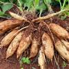 Generic semi biologici di yacon, regali per amanti del giardino Smallanthus sonchifolius, giardino da luoghi soleggiati 25pcs