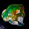 OPAL EMPIRE Fire Opal Grezzo Naturale Nero Opale Grezzo Etiopia Gemma 8 Ct 18x15 mm