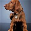Easy Pet Medaglietta smart tracker per collare con microchip