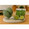 Générique 40 Semi di Kiwano - Cetriolo Cornuto d'Africa - Frutta Verdura Esotica - Giardino - 396