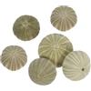 COLLBATH Ricci di Mare al Naturale in Guscio di Riccio Verde, Oggetti Mare Decorativi per Decorazioni Cucina da Appendere e Artigianato Natalizio Piante Aeree
