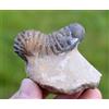 Trilobite - Crotalocephalina (Crotalocephalus) Gibbus - Devoniano - Marocco
