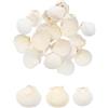 QUARKZMAN 30Pcs Conchiglie A Ventaglio, 4-5cm/1.6-2 Conchiglie Naturali all'Ingrosso per DIY Pittura Paesaggio Acquario Feste A Tema Spiaggia Matrimoni E Decorazioni per La Casa, Bianche