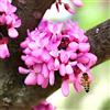 Generico 25 Semi di Albero di Giuda - Cercis Siliquastrum