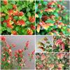 Generic Semi di Beloperone guttata - selvatici da giardino roccioso resistenti serre da balcone giardino di arbusti 350pcs