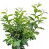 Generisch Amelanchier lamarckii - Pera rocciosa Rainbow Pillar, 80-100 cm, resistente all'inverno