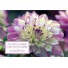 Peony Press Tin Box of 20 Gift Cards and Envelopes: Dahlia (Cards)