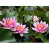 Generico Ninfea 'Laydekeri Lilacea' - Pianta Acquatica Viva a Radice Nuda Fiore Rosa Lilla Delicato - Per Laghetti e Vasche Piccole - Fioritura Estiva - Coltivata in Italia