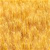 Generic semi di grano resistenti per giardini rocciosi antiche varietà di rara copertura del terreno invernali giardino sul balcone resistenti vecchie 350pcs