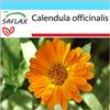 SAFLAX - Confezione regalo - Calendula - 50 semi - Calendula officinalis