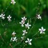 Generic Semi di Gaura, semi di tappezzanti resistenti al freddo per l' resistenti esterno in vaso Arredamento del soggiorno con rialzata 200semi