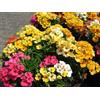 Generic NEMESIA Galaxy SUNDROPS Mix -1100 Semi - Nemesia strumosa grandiflora bicolore :Solo semi