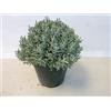 Generico Pianta di SANTOLINA fiore giallo AROMATICA IN VASO 17 CM h30cm AMDGarden