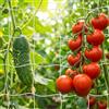 TLDBATICE 2 Pezzi Rete per Piante Rampicanti, Rete per Rampicanti 1.35 x 2.7 M Per Piante Rampicanti, Rete per Cetrioli Rampicanti per Cetrioli E Piante Rampicanti, Pomodori, Giardino, Serra