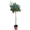 Generico AMDGArden Pianta di Feijoa Sellowiana Acca Sellowiana Alberello Vaso 22cm