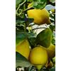 Generico Pianta di Limone Verna in Fitocella - Produzione Tardiva