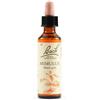 SCHWABE PHARMA ITALIA Srl Mimulus bach orig 20 ml