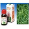 SPECCHIASOL Srl Gramigna 37 50ml tm