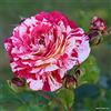 le Georgiche Vivai le Georgiche - Pianta vera di Rosa Abracadabra - vaso Ø 18 cm