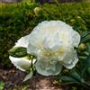 le Georgiche Vivai le Georgiche - Pianta vera di Paeonia lactiflora Duchesse de Nemours - vaso Ø 18 cm