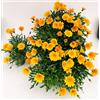 POWERS TO FLOWERS - GAZANIA ARANCIONE A PORTAMENTO STRISCIANTE, REPENS, 6 PIANTE, vaso 12cm Diametro, piante vere
