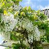 Bloomique - Set di 2 - Wisteria floribunda 'Alba' - Glicine rampicante - Bianco - Rampicante - Pianta da giardino - Resistente al freddo - Alta 50-70 cm - Vaso da 15 cm