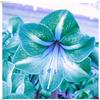 Generic Amaryllis Bulbs-Rare ation, merveilleuses fleurs roses, croissance vigoureuse des tiges et des feuilles-5 Bulbi,E:Graines