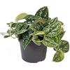 exotenherz Ivy - Scindapsus pictus argyraeus, 12 cm pot