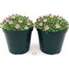 POWERS TO FLOWERS - DELOSPERMA ROSA, MESEMBRIANTEMO RIFIORENTE, 2 PIANTE IN VASO 14 cm DIAMETRO, piante vere