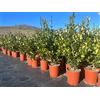 Vivai De Laurentiis Ligustrum Japonicum Texanum (Ligustro Texano) vaso 19 cm