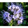 Generic PIZZO Phacelia Phacelia tanacetifolia - 5.500 Semi sfuso