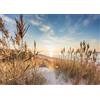 Ulmer Puzzleschmiede Puzzle da 1000 pezzi Abendweg - Tranquillo paesaggio costiero con tramonto dorato ed erbe dolci, motivo naturale rilassante, qualità puzzle, made in Germany