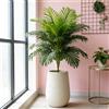 Kmitang Palma Artificiale Grande 75-82cm, Albero di Cocco Finto, Piante Tropicali Verdi in Plastica, Foglie di Monstera per Decorazioni Casa e Giardino