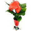 POWERS TO FLOWERS - ANTHURIUM SCHERZERIANUM IN VASO CERAMICA ROSSO A RIGHE CONCENTRICHE, pianta vera