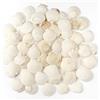 Jangostor 48 Pezzo Conchiglie di capesante Conchiglia Naturale, 3CM - 5CM Bianche gusci di capesante Piccole Conchiglie per Decorazione di Nozze Beach Tema Party, Serbatoio di Pesce e Vaso Filler