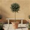 GardenersDream Olivo Olea Europaea - Pianta da giardino sempreverde viva in vaso - Pianta da esterno mediterranea a bassa manutenzione - Ideale per bordure e vasi (95-105 cm incluso vaso da 21 cm)