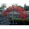 Vivaio di Castelletto Acero rosso giapponese Acer palmatum dissectum Inaba Shidare pianta in vaso ø30 cm h 100/120 cm Vivaio di Castelletto