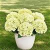Generico 7 mazzi ortensia artificiali con 35 boccioli, Vaso Finte da Esterno, UV-Resistenti Pianta Finta, veranda, cortile, decorazioni per matrimoni all'aperto. (Verde chiaro)