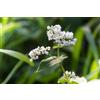 Mondo Ape Semi Fiori per Api - Sementi Mellifere per Api - 1 kg - Semi per Apicoltura - Semi per Fiori Melliferi Grano Saraceno