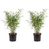 Bloomique - Set di 2 - Fargesia Nitida Gansu - Pianta di bambù - Non invasiva - Resistente - Sempreverde - Pianta da siepe - Piante da giardino - Altezza 50-70 cm - Vaso 17 cm