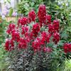 Generic bocca di leone - balcone decorazioni giardino esterni giardino interno semi di appartamento semi 950pcs