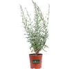 eGarden.store Pianta vera di Fior di orchidea - Gaura Lindheimeri Alba fiore bianca ornamentale da esterno venduta da eGarden.store (Vaso 17 cm)