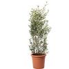 KENTIS - Olea Europaea - Pianta di Ulivo - Piante da Frutto da Esterno Vere Resistenti - Olivo Vero Pianta da Giardino - H 125-150 cm Ø 30 cm