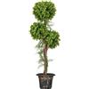 HOMCOM Pianta artificiale HOMCOM TREE con 3 sfere tubolari e vaso in cemento, per interni ed esterni, altezza cm