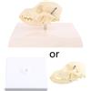 Eurowagens Modello Di Cranio Canino Anatomia Scheletro Veterinario Insegnamento Espositivo